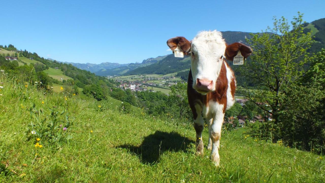 Apartmán Franbichl Brixen im Thale Exteriér fotografie